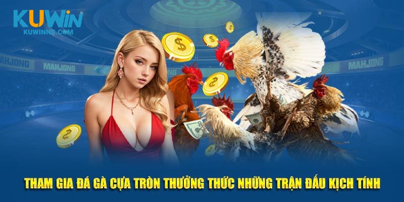 Tham gia đá gà cựa tròn thưởng thức những trận đấu kịch tính