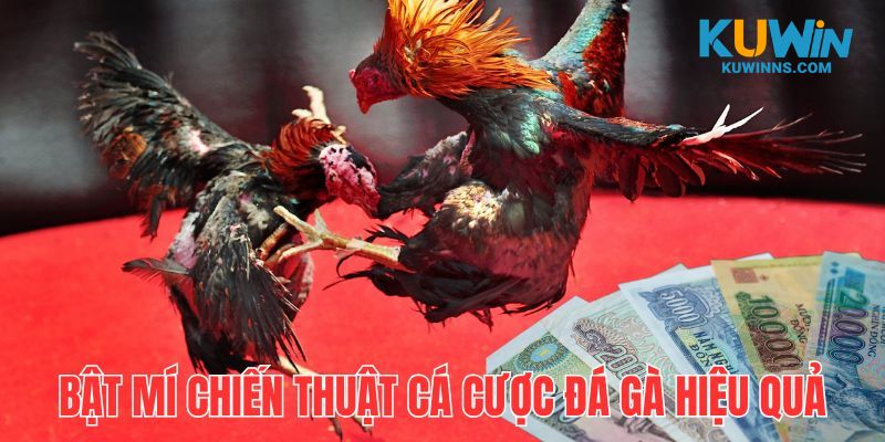 Bỏ túi 3 chiến thuật bắt độ đá gà cực hay và hiệu quả dành cho người mới 